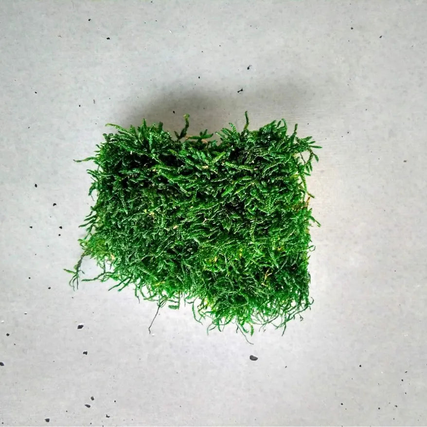 Scandinavian Preserved Moss Sample on grey background Box Decormania UK